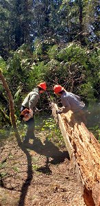 Campground preparation - Removing Danger Trees on the Umpqua National Forest