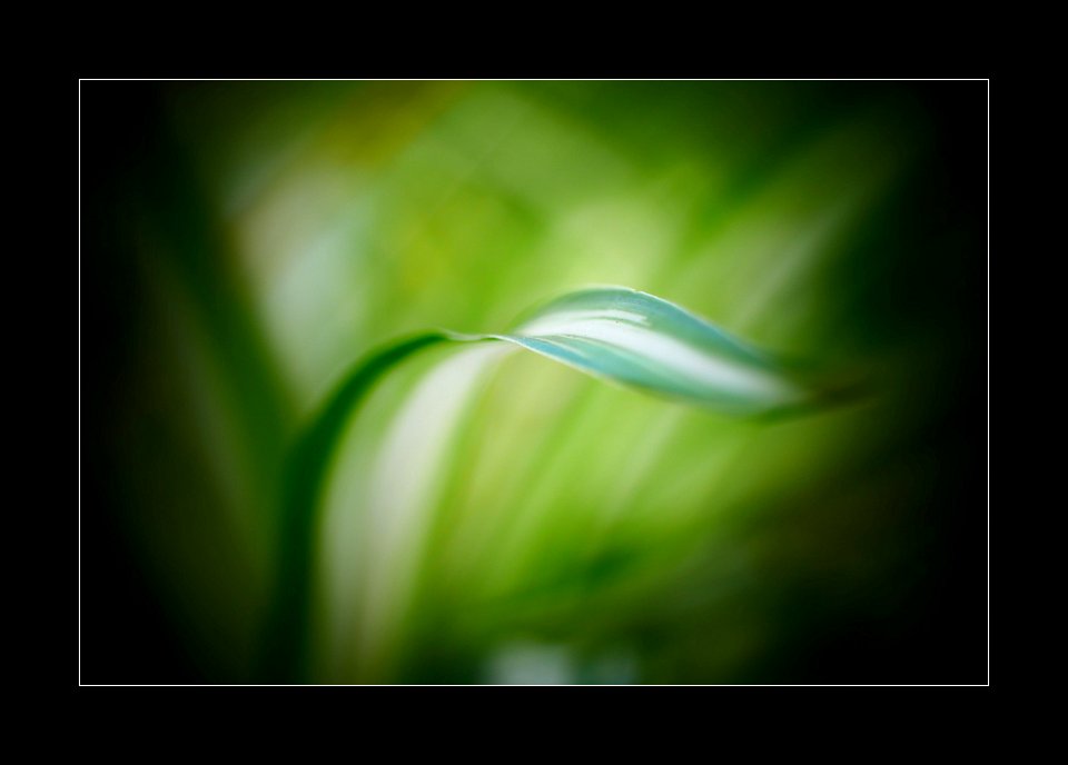 Green and white