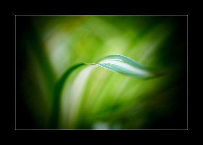 Green and white