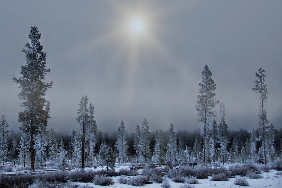 Freezing fog on trees outside Sunriver, Oregon