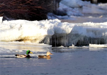 Mallard at Seedskadee National Wildlife Refuge photo