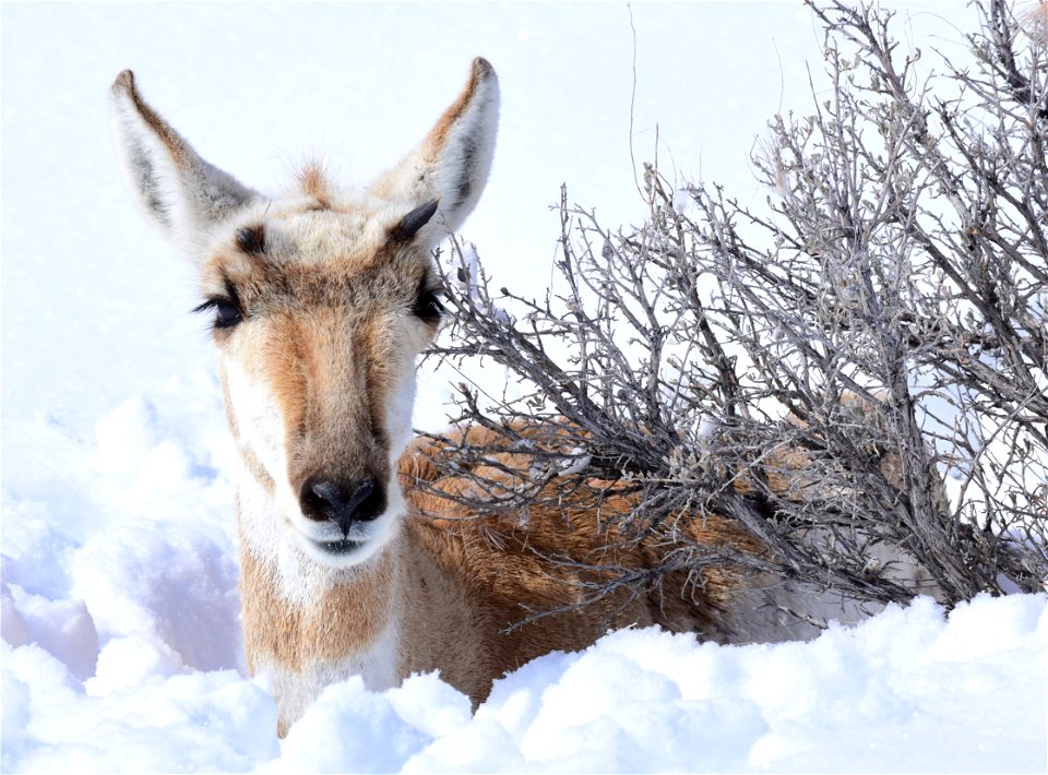 Pronghorn on Seedskadee National Wildlife Refuge