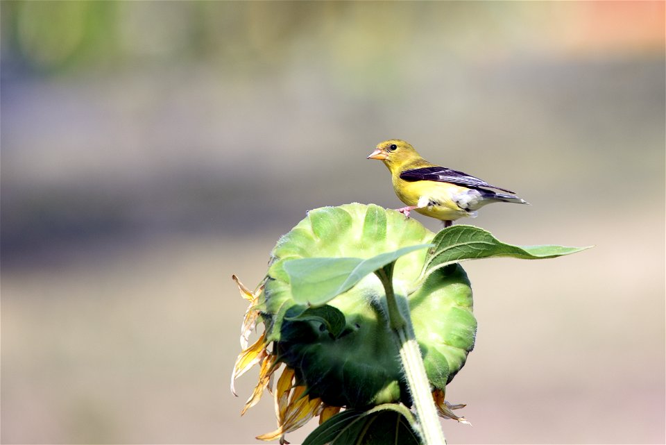 American goldfinch