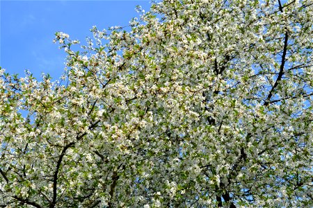 Spring ,April 2023