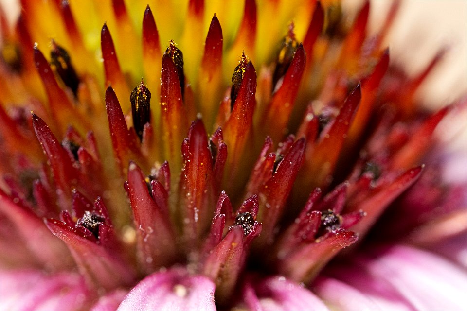 Echinacea angustifolia