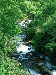 Mountain river landscape tree
