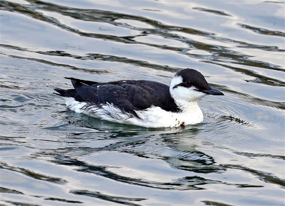 400 - COMMON MURRE (10-20-2021) harbor, crescent city, del morte co, ca -01