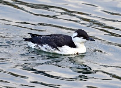 400 - COMMON MURRE (10-20-2021) harbor, crescent city, del morte co, ca -01