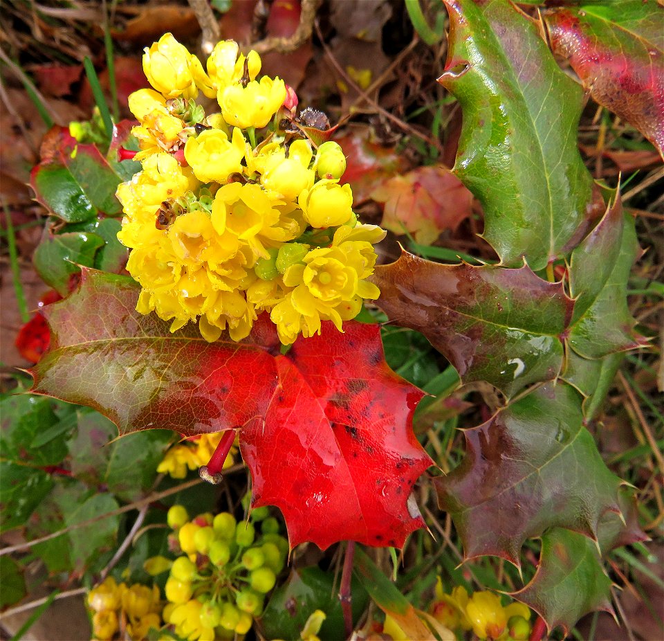 Berberis aquifolium (Oregon holly-grape) (03-27-2022) point st george, del norte co, ca -03