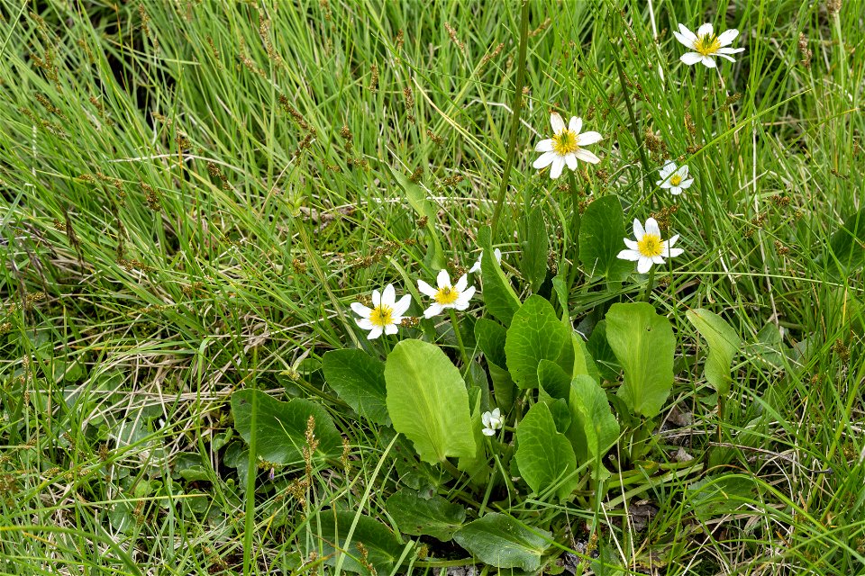 Caltha chionophila