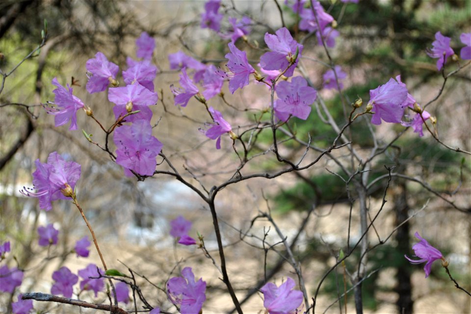 Taejosan Mountain
