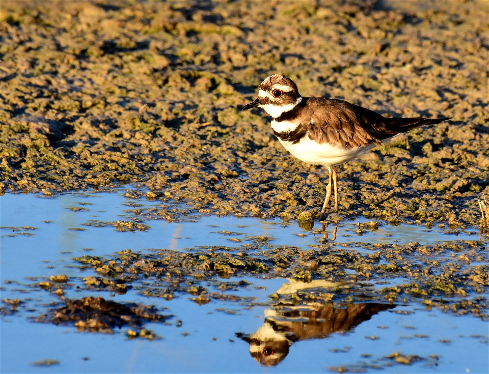 Killdeer at Seedskadee National Wildlife Refuge