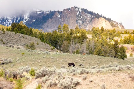 A grizzly bear walks above the Gardner River near the Boiling River parking area photo