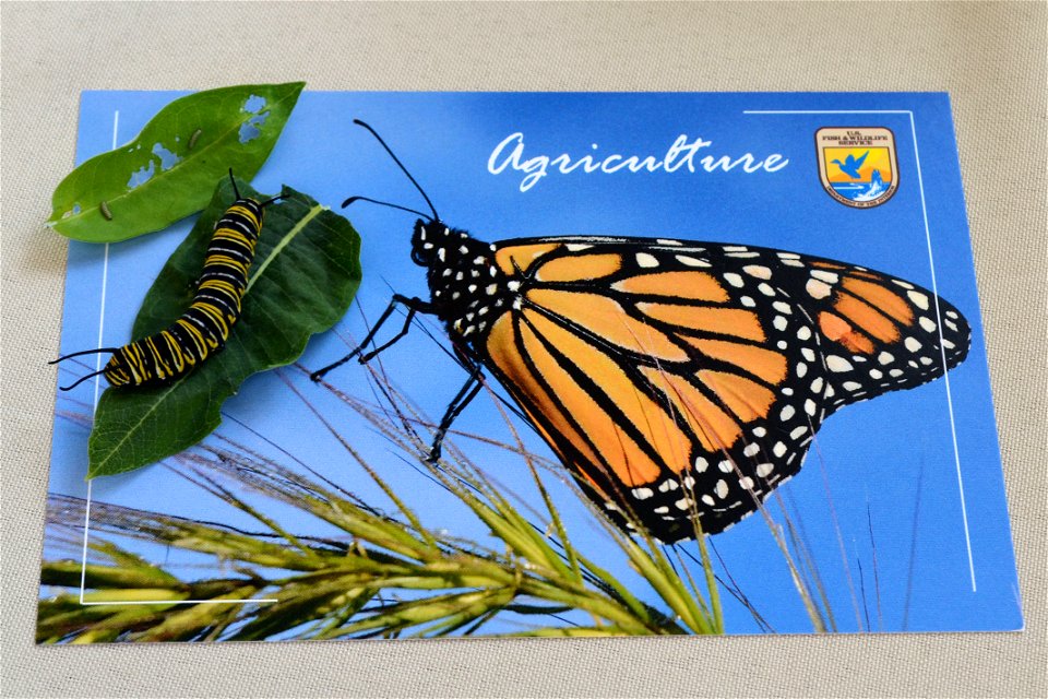 PWLC Monarch Tagging