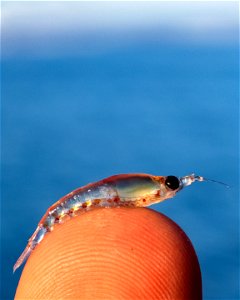 Krill from the Beaufort Sea photo