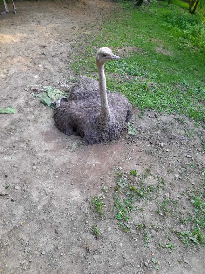 Ostrich