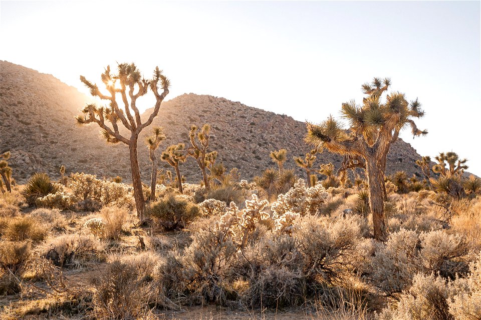 Joshua tree sunset
