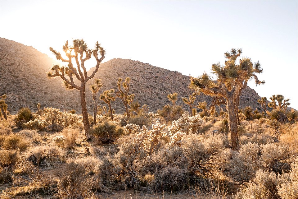 Joshua tree sunset photo