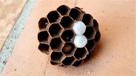 Hornet nest - nid de frelon