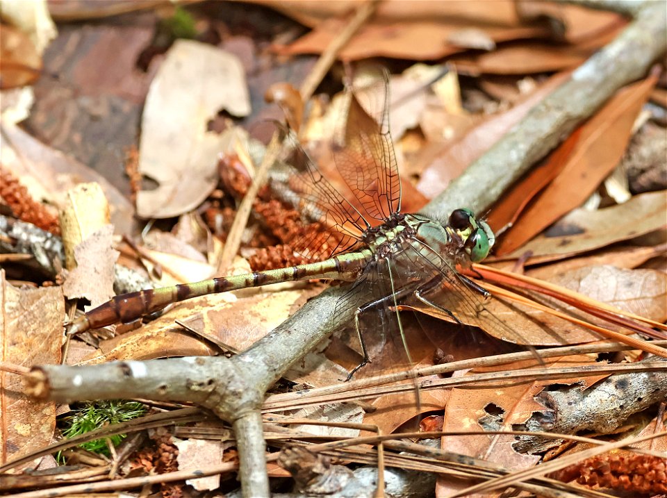 CLUBTAIL, GRAY-GREEN (Arigomphus pallidus) (05-20-2023) ev henwood nature preserve, brunswick co, nc (2)