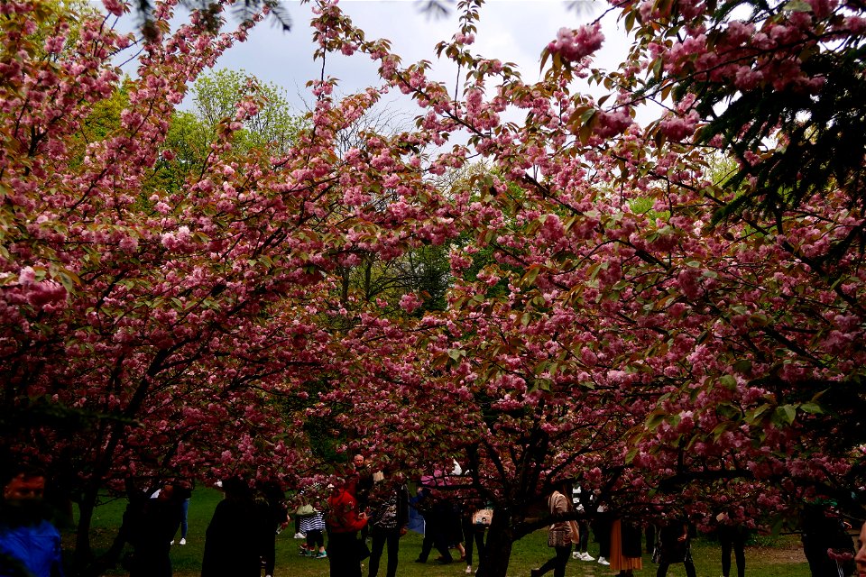 japanes_garden_rain_Herastrau (97)