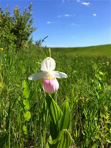 Showy Lady's Slipper at Rydell National Wildlife Refuge photo