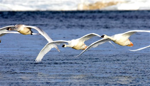 Trumpeter swan at Seedskadee National Wildlife Refuge