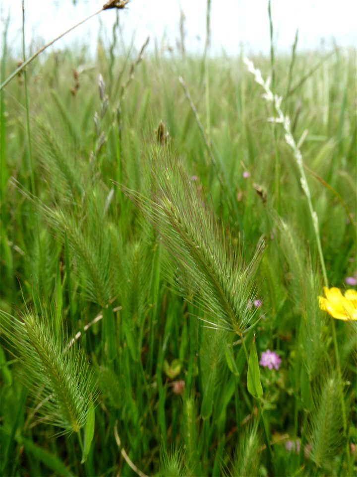 Hordeum geniculatum All., 1785