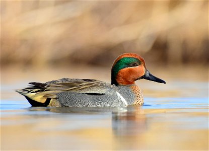 Green-winged teal at Seedskadee National Wildlife Refuge photo