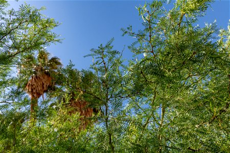 Mesquite (Prosopis glandulosa) in the Oasis of Mara photo