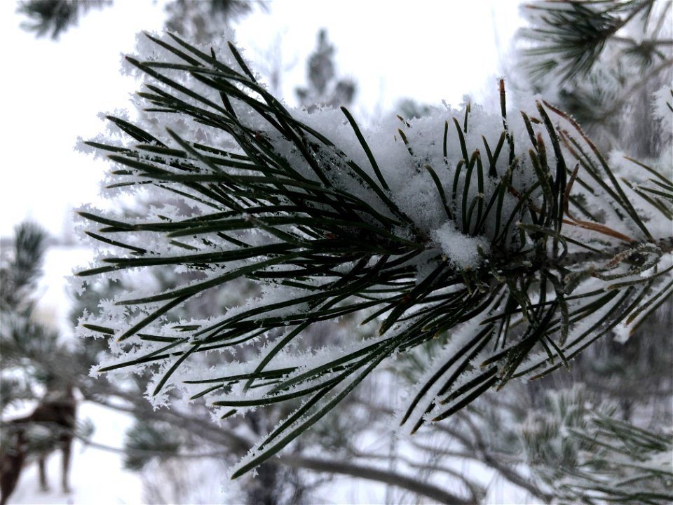 Frosty Pine
