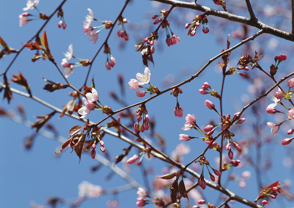Spring Pink Cherry Blossoms with Blue Sky Background