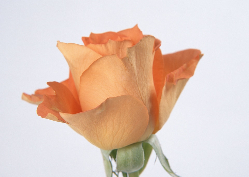 Single orange rose photo