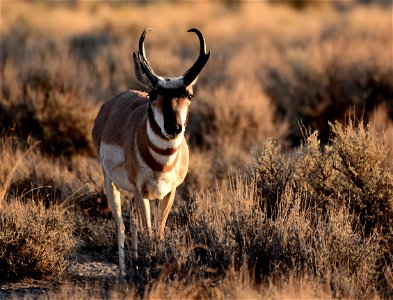 Pronghorn at Seedskadee National Wildlife Refuge