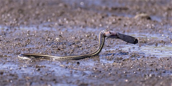 Garter Snake Eating a Paddlefish
