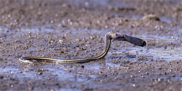 Garter Snake Eating a Paddlefish photo