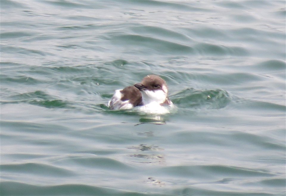 400 - COMMON MURRE (7-25-2021) crescent city, del norte co, ca -04