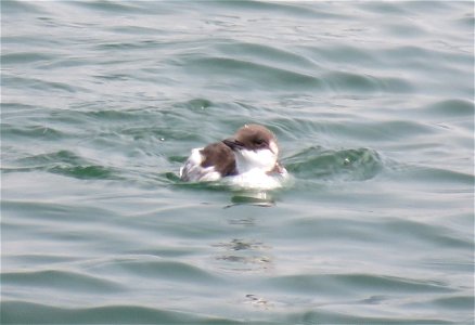400 - COMMON MURRE (7-25-2021) crescent city, del norte co, ca -04