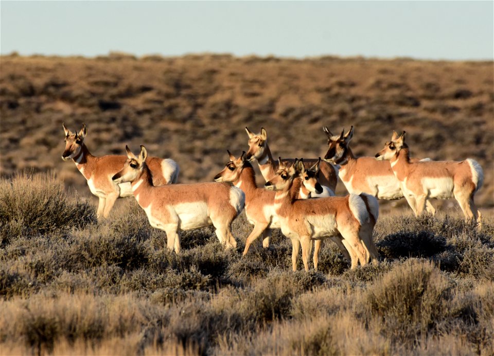 Pronghorn at Seedskadee National Wildlife Refuge