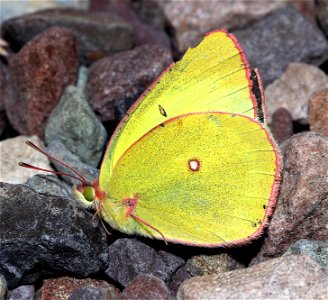 SULPHUR, PINK-EDGED (Colias interior) (07-02-2022) blackfeet reservation, near st mary, mt -01