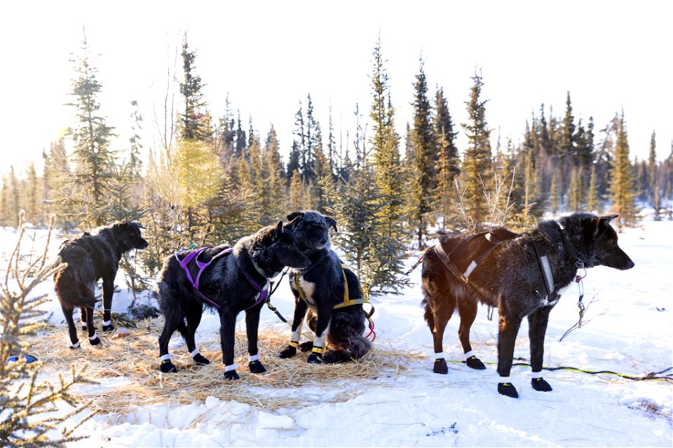 Kobuk 440 racers at Paniqsigvik shelter cabin.