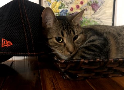 A Ball Cap for a Pillow