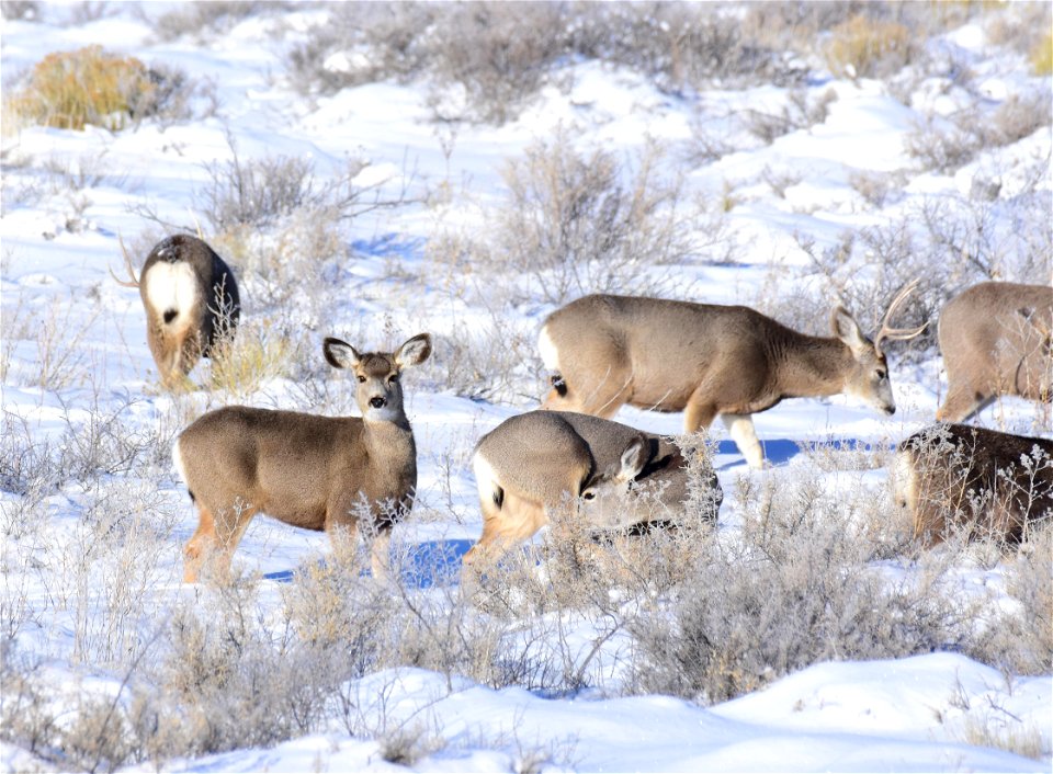 Mule deer on Seedskadee National Wildlife Refuge