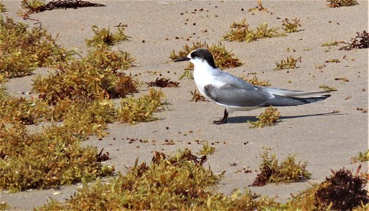 Arctic Tern photo