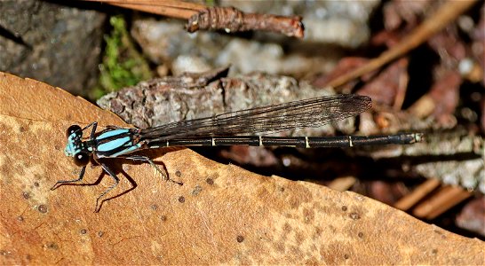 DANCER, BLUE-TIPPED (Argia tibialis) (05-15-2023) jones lake state park, bladen co, nc -01 male