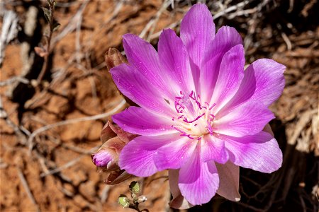 Lewisia rediviva photo