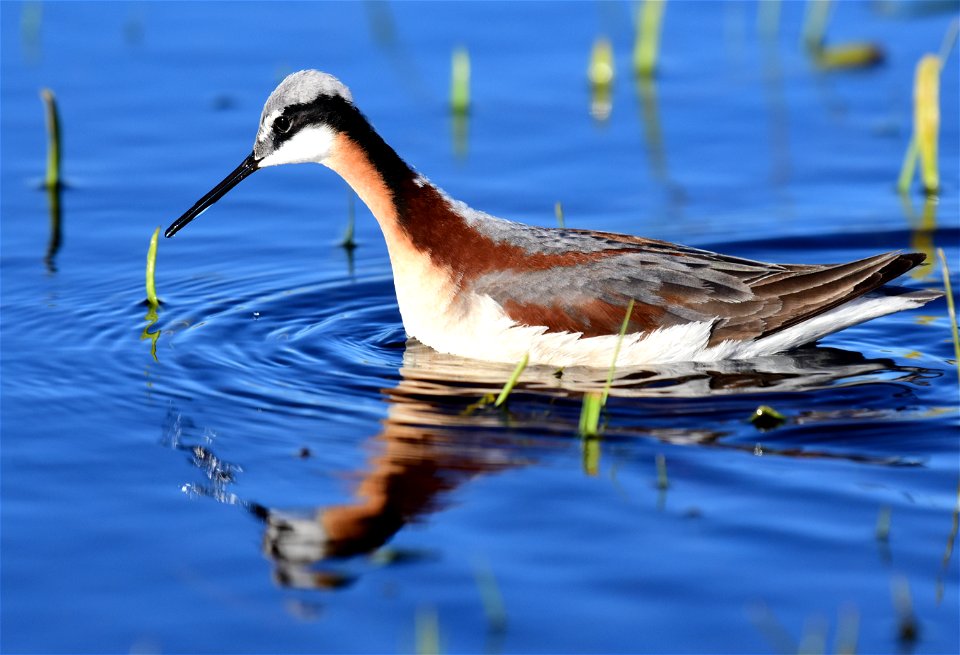 Wilson's phalarope at Seedskadee National Wildlife Refuge