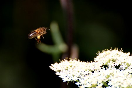 The Flight of the Honey Bee. photo