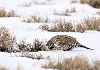 Greater sage-grouse on Seedskadee National Wildlife Refuge