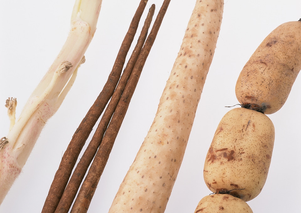 Lotus root,Yams and edible roots and plants